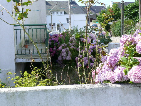 P1000605